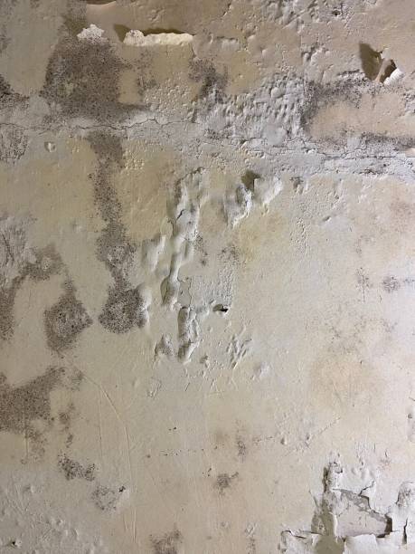 Best Basement Mold Remediation in Gold Key Lake, PA